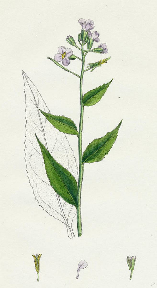 Hesperis Matronalis Dames Rocket - Poster | Canvas Wall Art Print