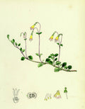 Linnaea Borealis Two-Flowered Linnaea - Poster | Canvas Wall Art Print