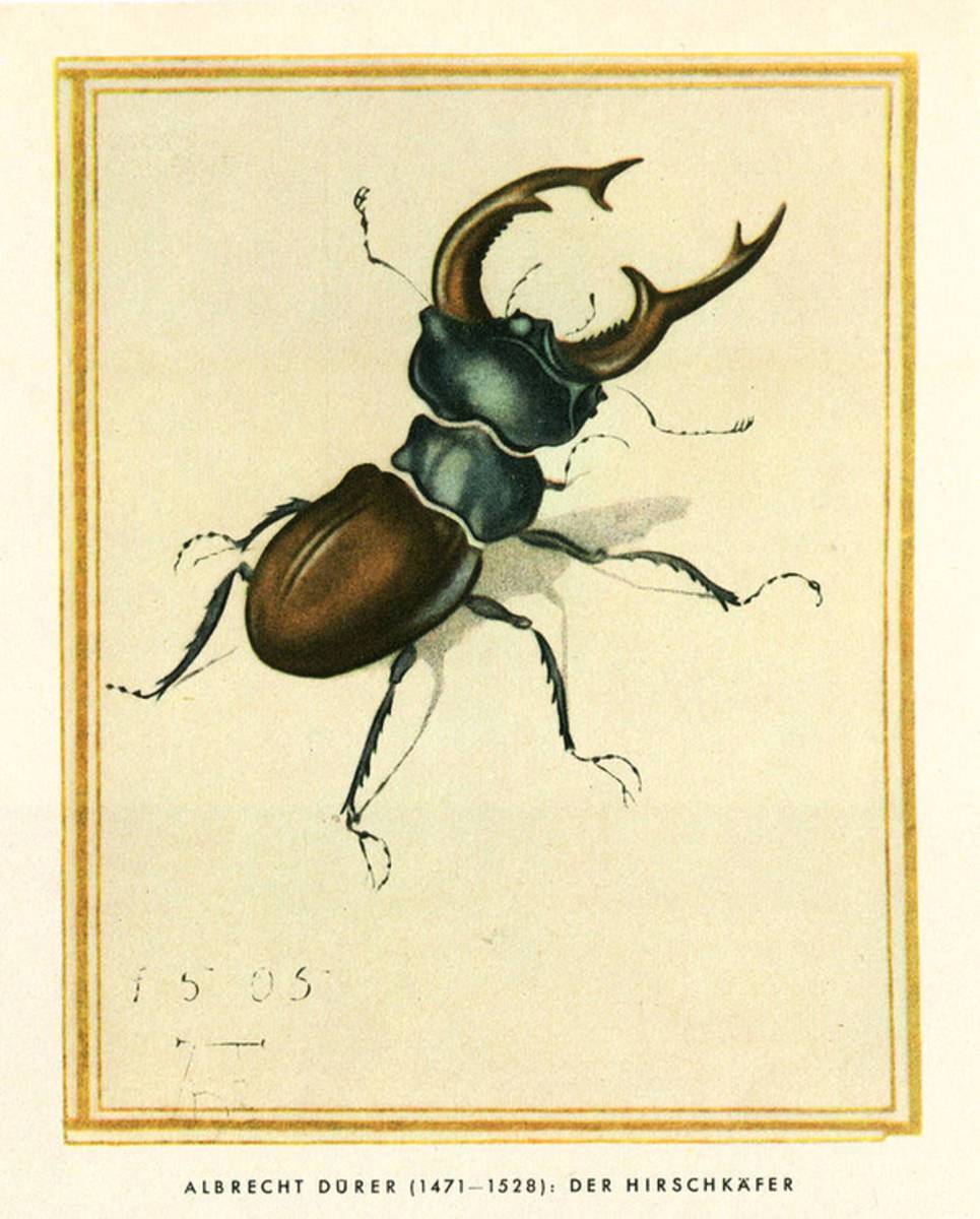 1942 Albrecht Duerer - Stag Beetle - Hirschkaefer - Poster | Canvas Wall Art Print
