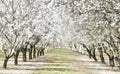 Almond Orchard - Poster | Canvas Wall Art Print