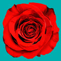 Painting Of Single Rose - Poster | Canvas Wall Art Print