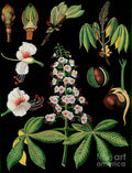 Vintage Botanical - Poster | Canvas Wall Art Print