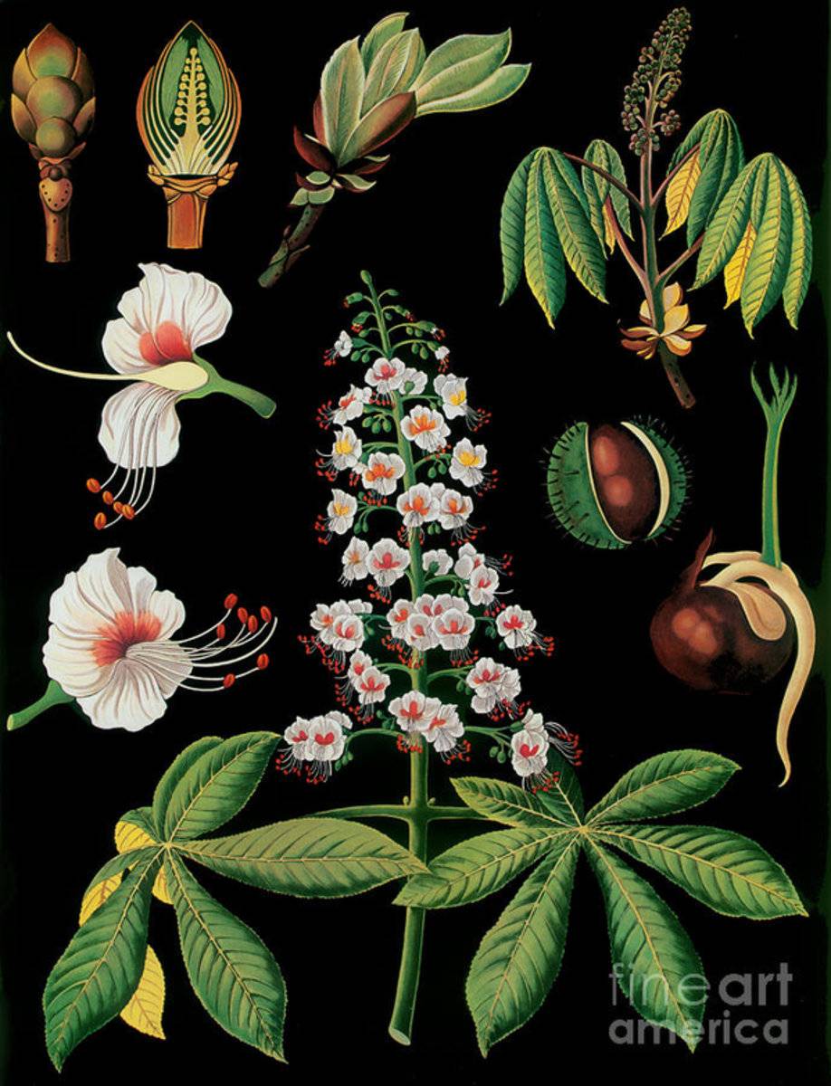 Vintage Botanical - Poster | Canvas Wall Art Print