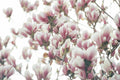 Magnolia - Poster | Canvas Wall Art Print
