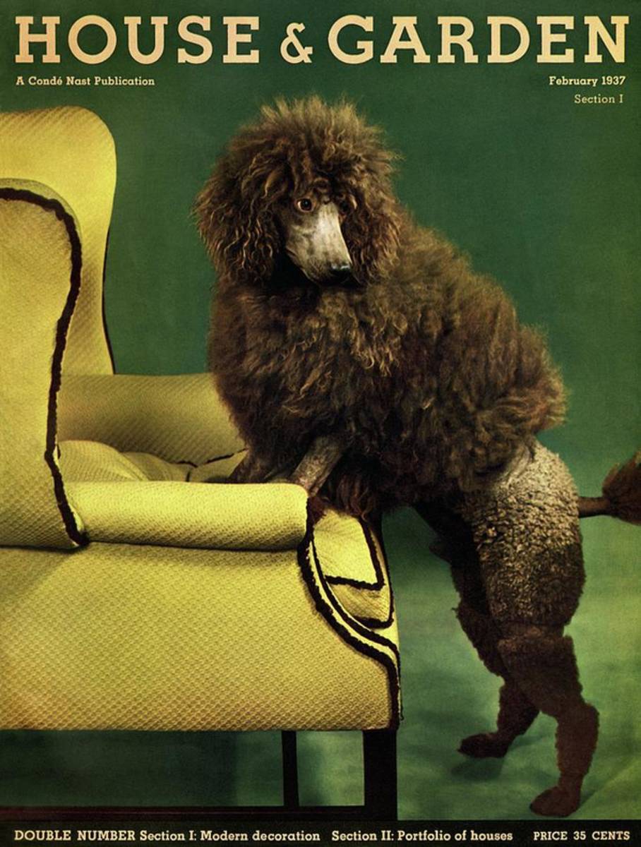 A House And Garden Cover Of A Poodle - Poster | Canvas Wall Art Print