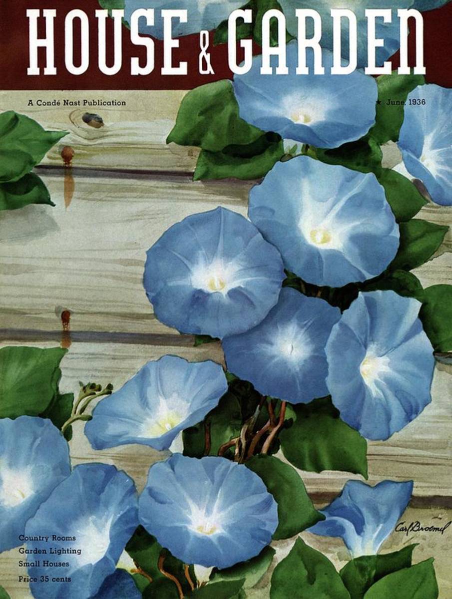 A House And Garden Cover Of Flowers - Poster | Canvas Wall Art Print