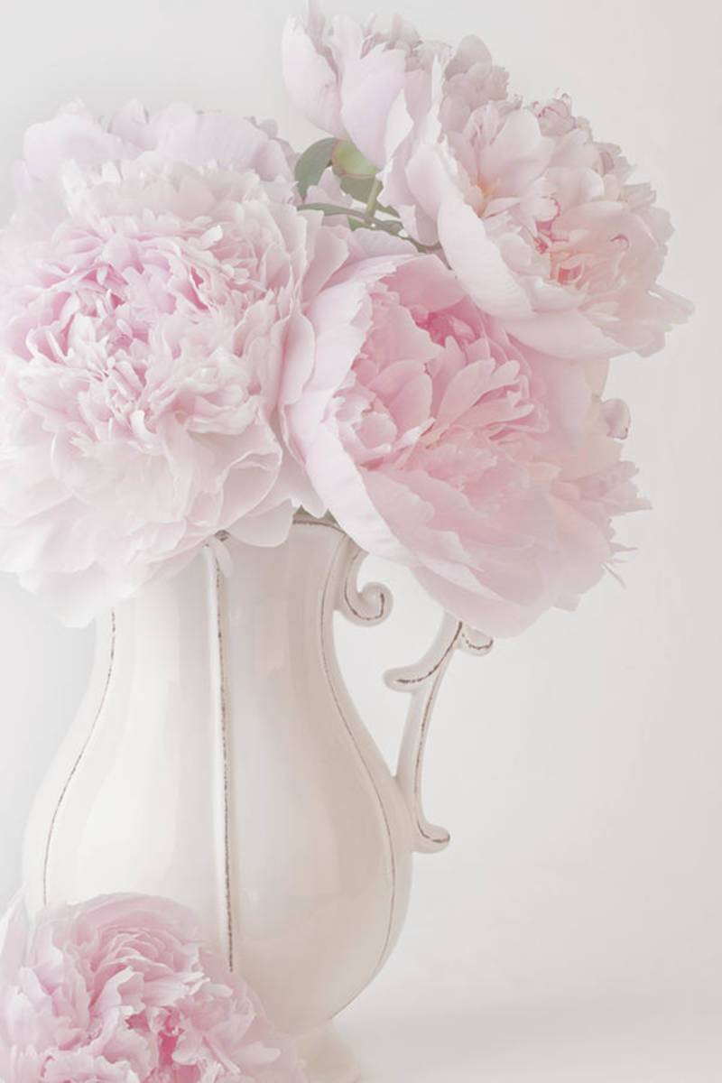 A Jug Of Soft Pink Peonies - Poster | Canvas Wall Art Print