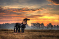 A New Day The Iron Horse Uga Iron Horse Farm Landscape Art - Poster | Canvas Wall Art Print