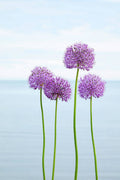 Alliums 2 - Poster | Canvas Wall Art Print