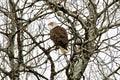 American Bald Eagle - Rapper - Poster | Canvas Wall Art Print