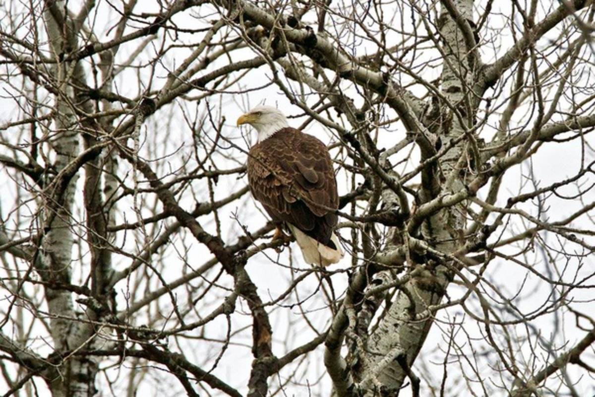 American Bald Eagle - Rapper - Poster | Canvas Wall Art Print