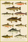 American Game Fish - Poster | Canvas Wall Art Print