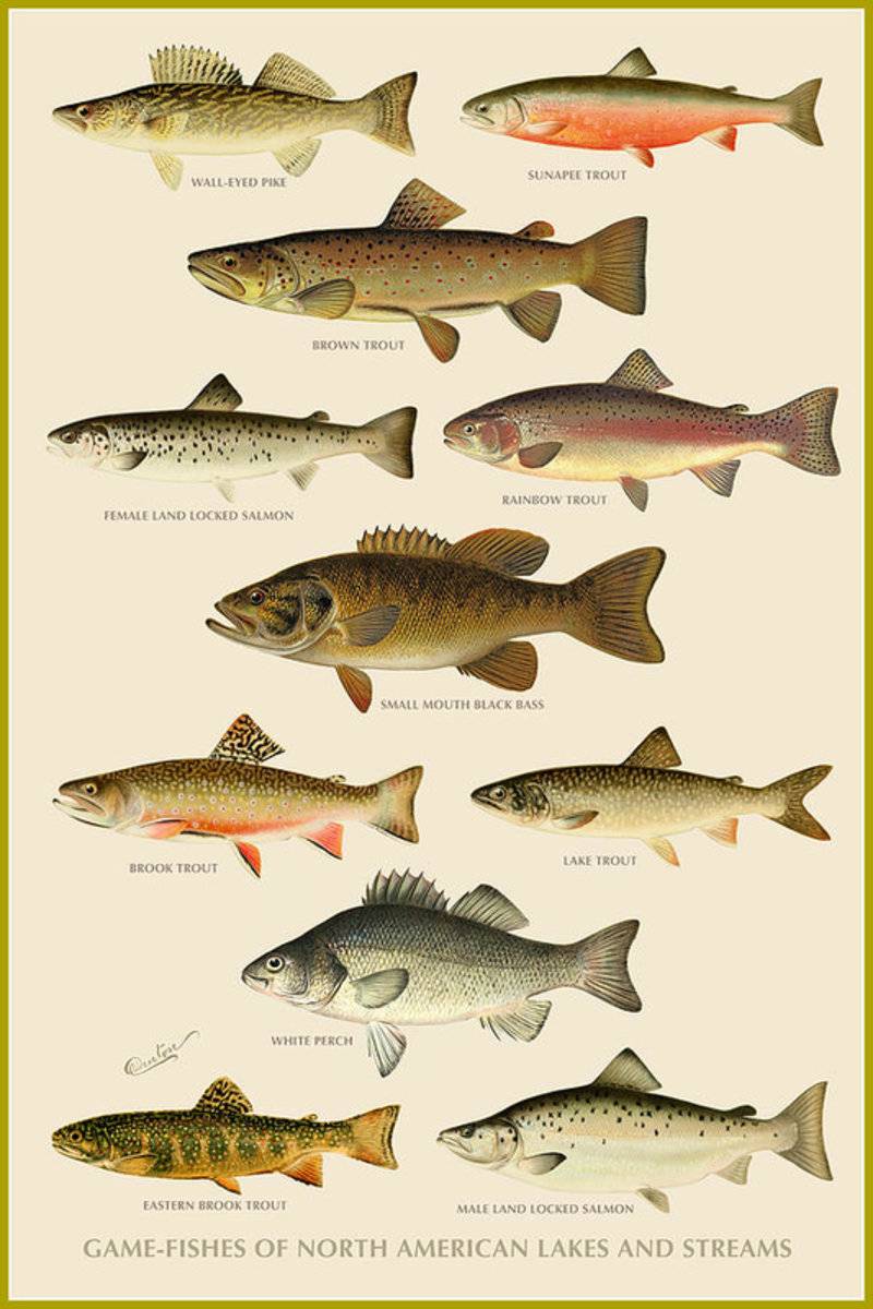 American Game Fish - Poster | Canvas Wall Art Print