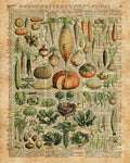 Autumn Fall Vegetables Kiche Harvest Thanksgiving Dictionary Art Vintage Cottage Chic - Poster | Canvas Wall Art Print