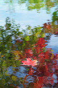 Autumn Leaves - Poster | Canvas Wall Art Print