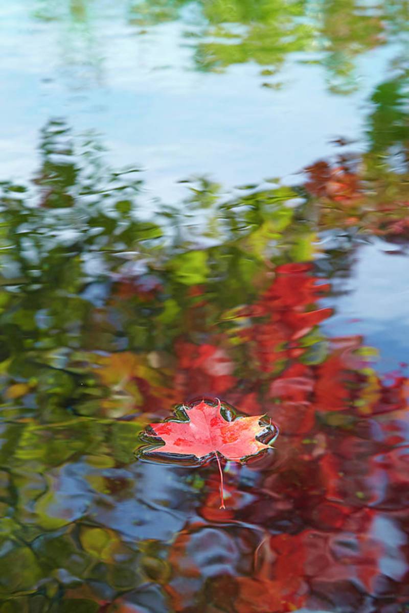 Autumn Leaves - Poster | Canvas Wall Art Print