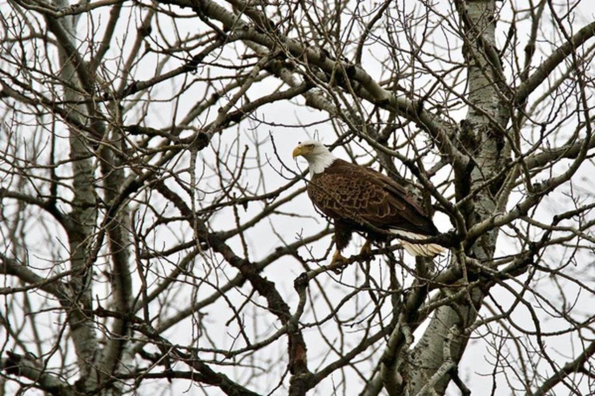 Bald Eagle Ready For Flight - Rapper - Poster | Canvas Wall Art Print