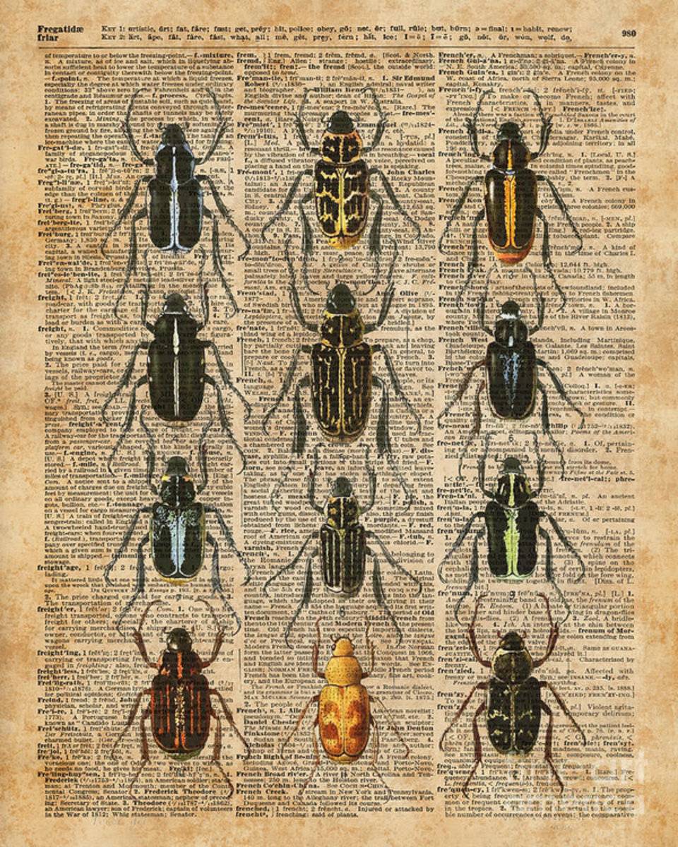 Beetles Bugs Zoology Illustration Vintage Dictionary Art - Poster | Canvas Wall Art Print