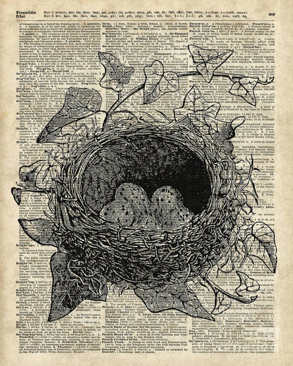 Bird Nest With Eggs - Poster | Canvas Wall Art Print