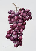 Black Grapes - Poster | Canvas Wall Art Print