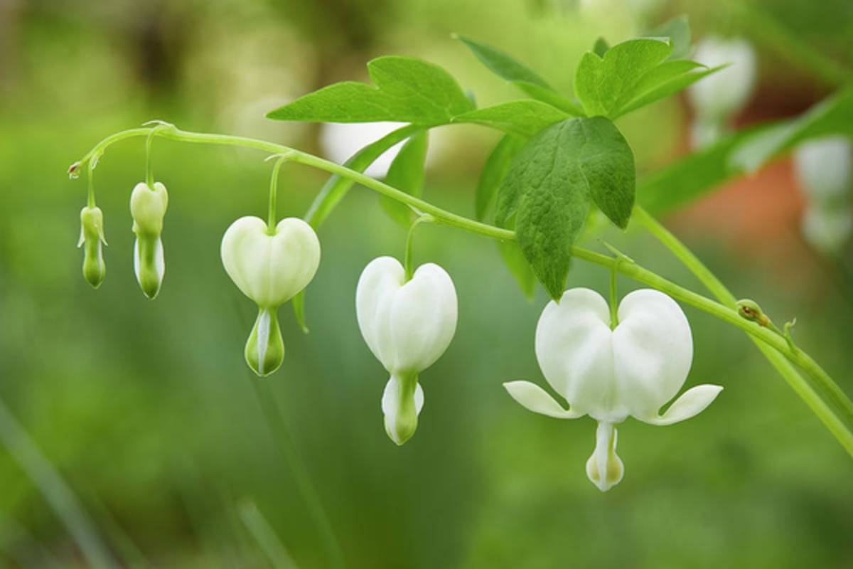 Bleeding Heart - Poster | Canvas Wall Art Print