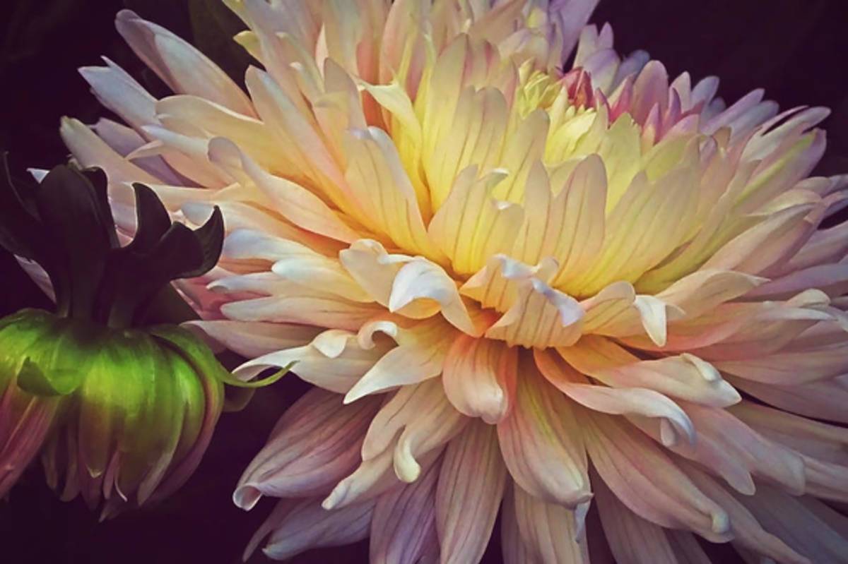Blooming Dahlias - Poster | Canvas Wall Art Print