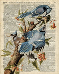 Blue Birds Vintage Illustration Dictionary Art - Poster | Canvas Wall Art Print