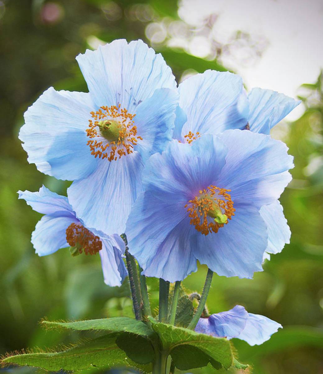 Blue Poppy - Poster | Canvas Wall Art Print