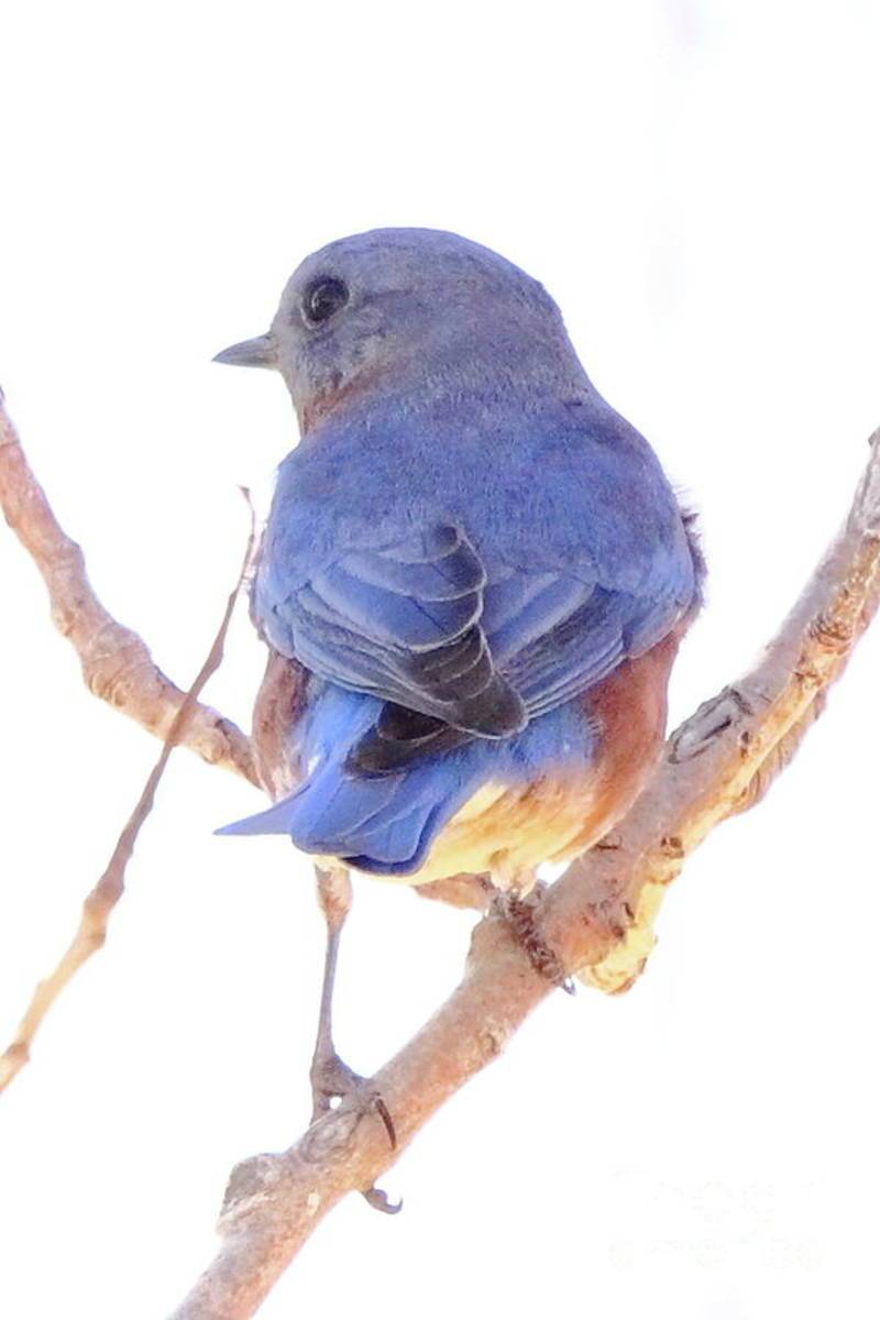 Bluebird On White - Poster | Canvas Wall Art Print