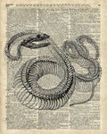 Boa Snake Skielet An Dictionary Page - Poster | Canvas Wall Art Print