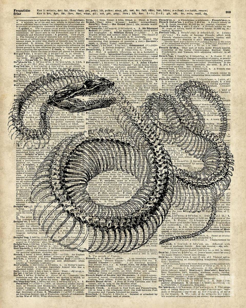 Boa Snake Skielet An Dictionary Page - Poster | Canvas Wall Art Print