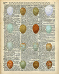 British Birds Eggs - Poster | Canvas Wall Art Print