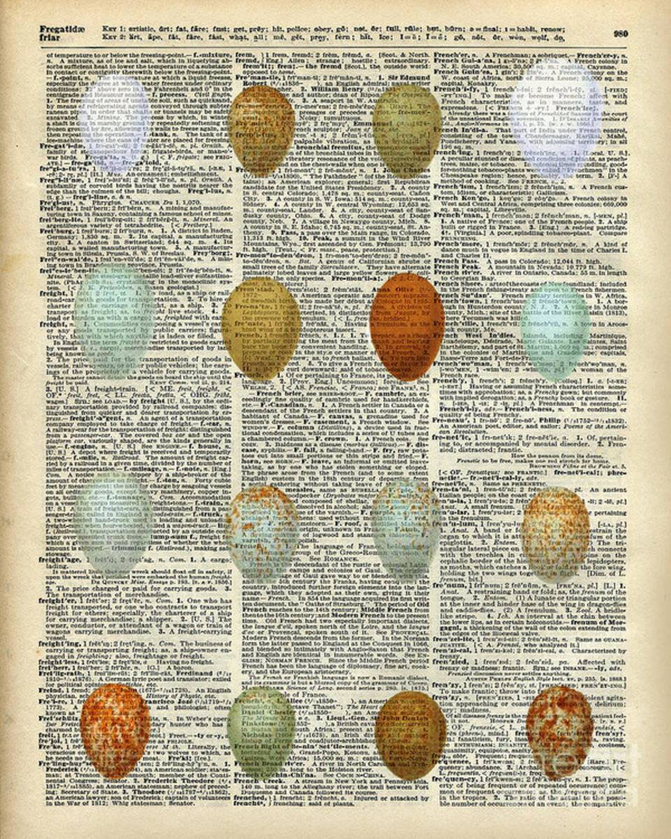 British Birds Eggs - Poster | Canvas Wall Art Print
