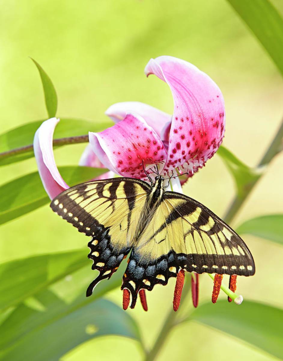 Butterfly And Lily - Poster | Canvas Wall Art Print