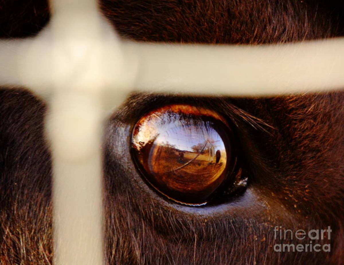 Caged Buffalo Reflects - Poster | Canvas Wall Art Print