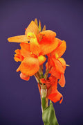 Canna - Poster | Canvas Wall Art Print