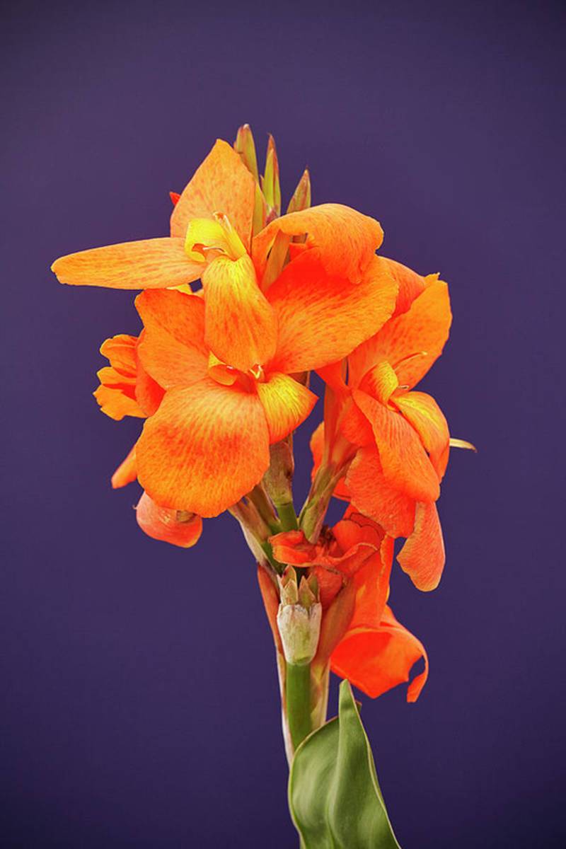 Canna - Poster | Canvas Wall Art Print
