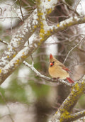 Cardinal - Poster | Canvas Wall Art Print
