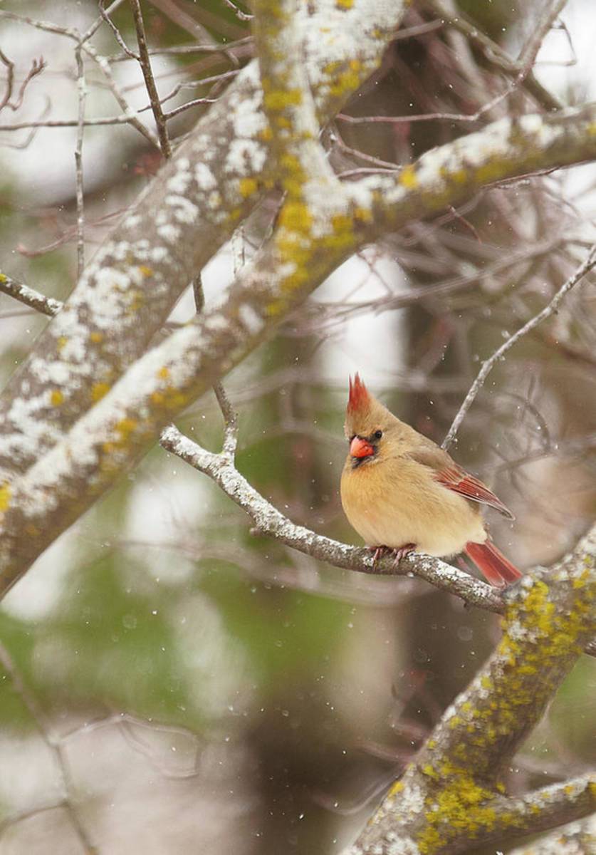 Cardinal - Poster | Canvas Wall Art Print