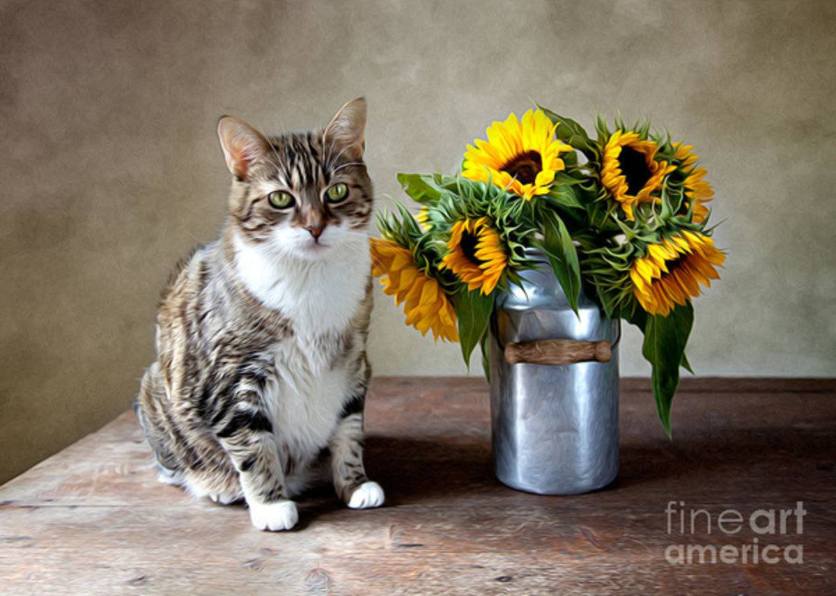 Cat And Sunflowers - Poster | Canvas Wall Art Print