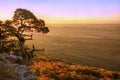 Cedar Tree Atop Mt. Magazine - Arkansas - Autumn - Poster | Canvas Wall Art Print