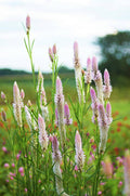 Celosia Field - Poster | Canvas Wall Art Print