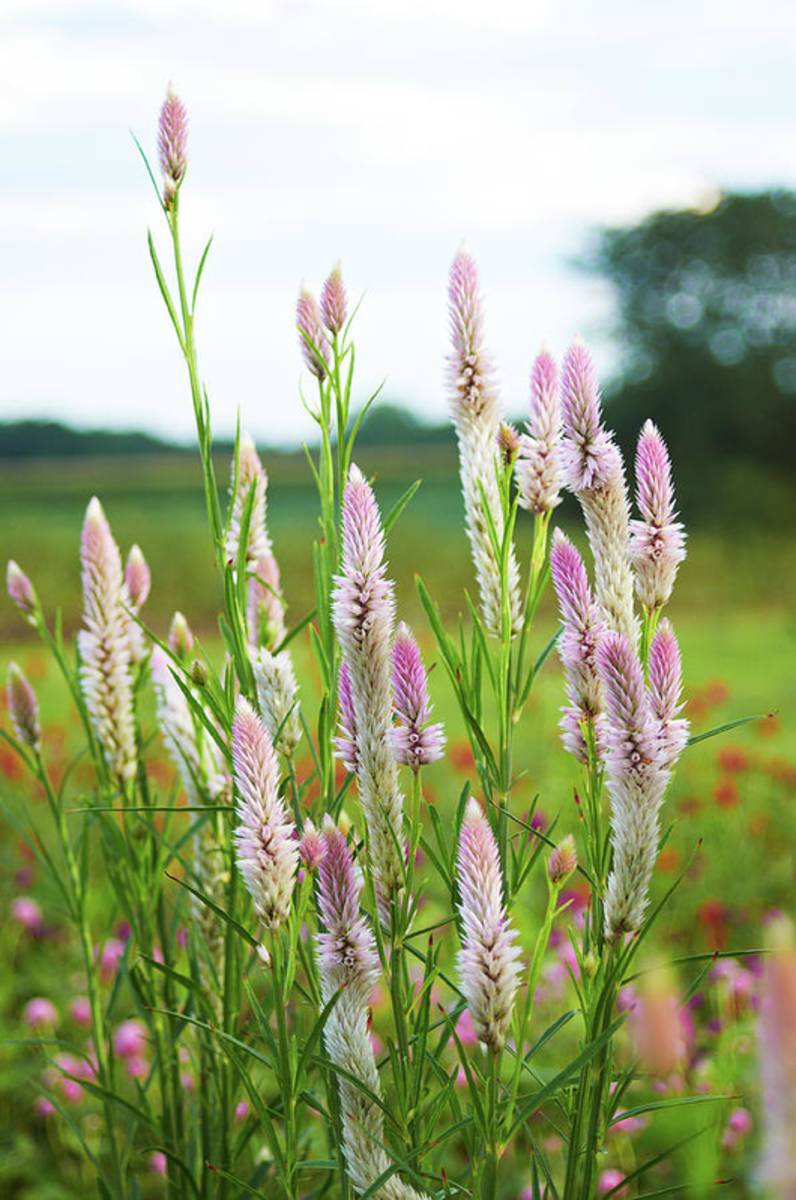 Celosia Field - Poster | Canvas Wall Art Print
