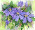 Clematis - Poster | Canvas Wall Art Print