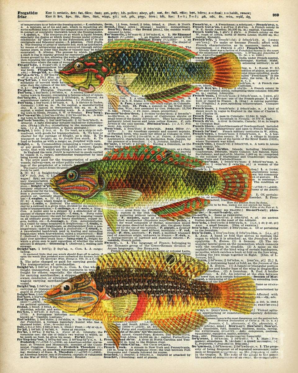 Colorful Fishes - Poster | Canvas Wall Art Print