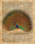 Colourful Beautiful Peacock Vintage Dictionary Art - Poster | Canvas Wall Art Print