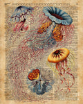 Colourful Jellyfish Marine Animals Illustration Vintage Dictionary Book Page,Discomedusae - Poster | Canvas Wall Art Print