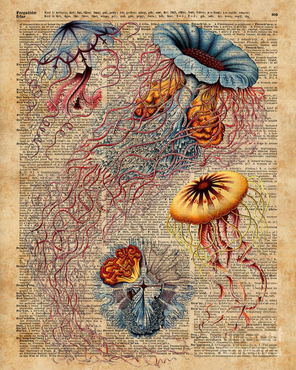 Colourful Jellyfish Marine Animals Illustration Vintage Dictionary Book Page,Discomedusae - Poster | Canvas Wall Art Print