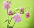 Columbine - Poster | Canvas Wall Art Print