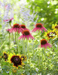 Coneflower Scene - Poster | Canvas Wall Art Print